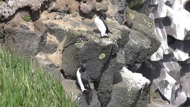 Thick-billed Murre - ML201666521