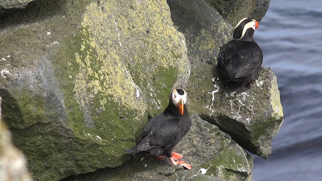 Tufted Puffin - ML201666601