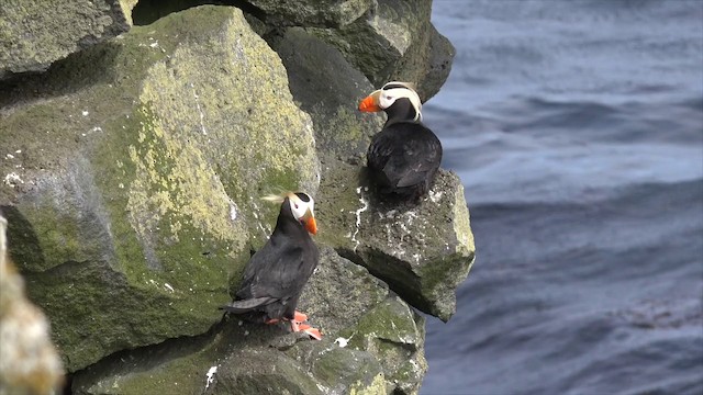 Tufted Puffin - ML201666611