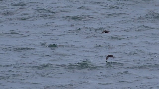 Tufted Puffin - ML201666661