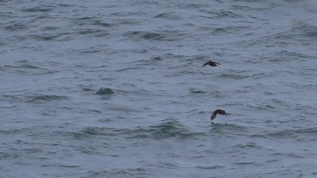 Tufted Puffin - ML201666661