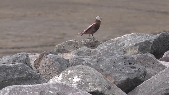 Gray-crowned Rosy-Finch (Pribilof Is.) - ML201666691