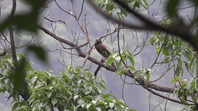 Great Barbet - ML201666701