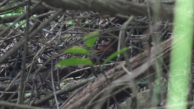 Gray-sided Scimitar-Babbler - ML201666721