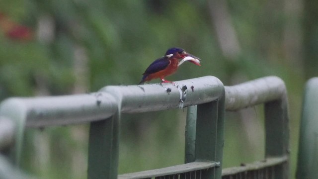 Blue-eared Kingfisher - ML201666761