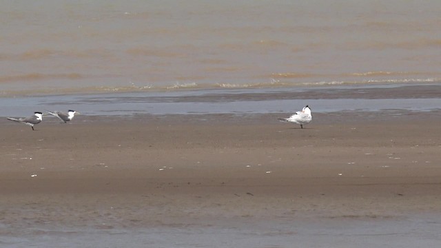 黑嘴端鳳頭燕鷗 - ML201666791