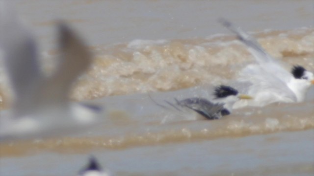 Chinese Crested Tern - ML201666801