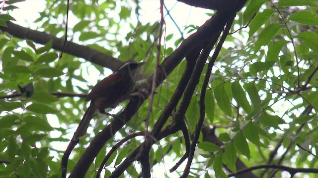 Streak-breasted Scimitar-Babbler - ML201666841