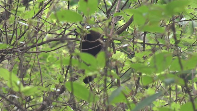 Black-throated Laughingthrush (Black-throated) - ML201666851