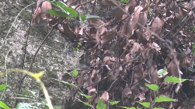 Streak-breasted Scimitar-Babbler - ML201666861