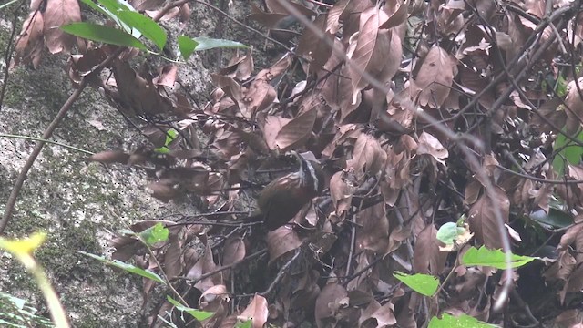 Streak-breasted Scimitar-Babbler - ML201666871