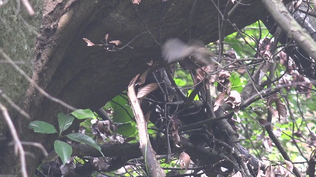 Streak-breasted Scimitar-Babbler - ML201666881