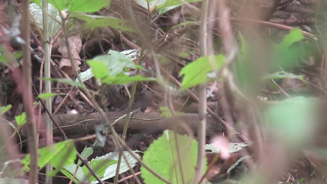 Gray-sided Scimitar-Babbler - ML201666931