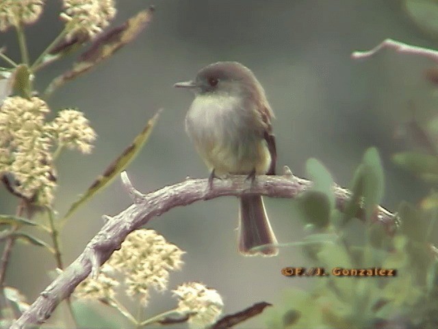 Hispaniolan Pewee - ML201667041