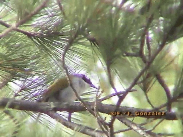 Black-crowned Palm-Tanager - ML201667061