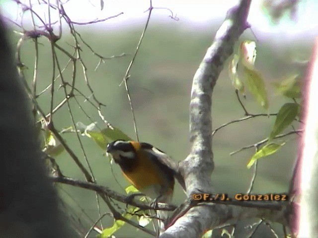 Hispaniolan Spindalis - ML201667071