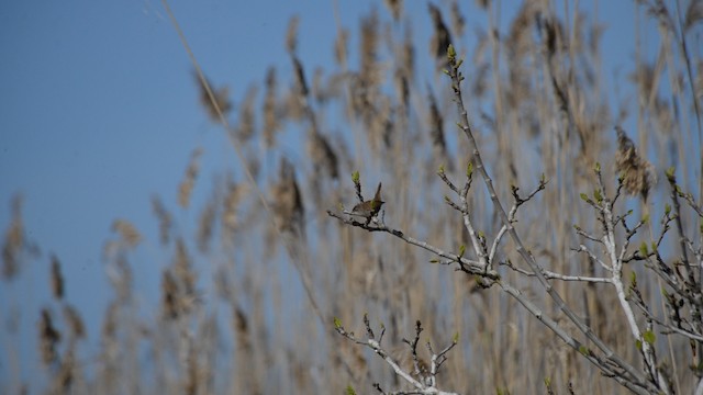 Cetti's Warbler - ML201667121