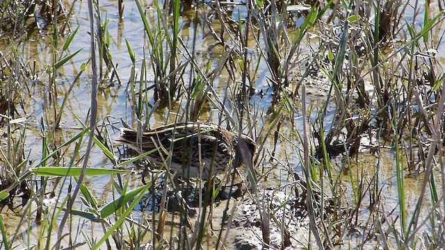 Jack Snipe - ML201667141