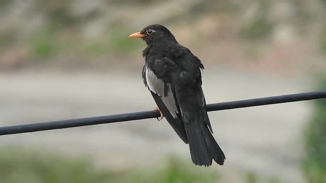 Gray-winged Blackbird - ML201667191