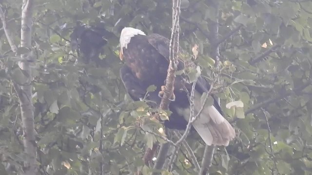 Weißkopf-Seeadler - ML201667231