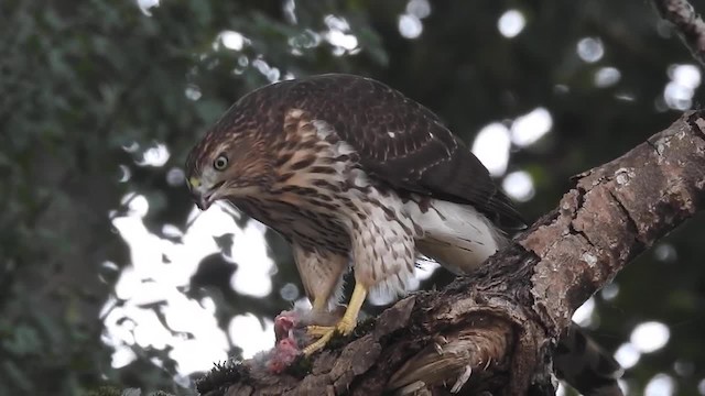 Cooper's Hawk - ML201667251