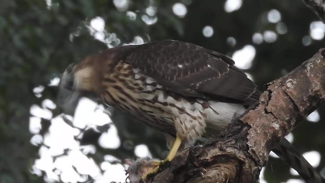 Cooper's Hawk - ML201667261