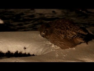 Blakiston's Fish-Owl - ML201667281