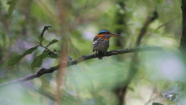 Spotted Kingfisher - ML201667321