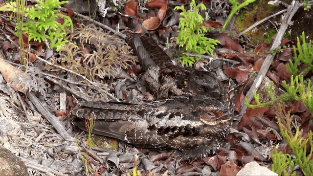 Diabolical Nightjar - ML201667351