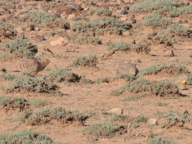 Crowned Sandgrouse - ML201667471