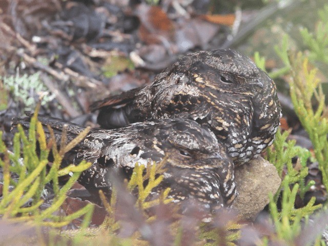 Diabolical Nightjar - ML201667481