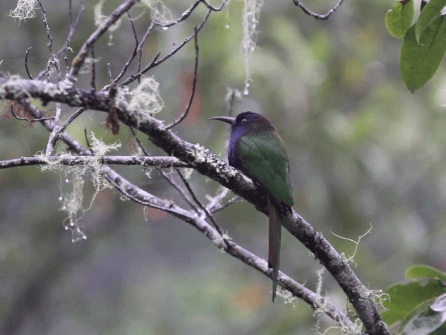 Purple-bearded Bee-eater - ML201667491