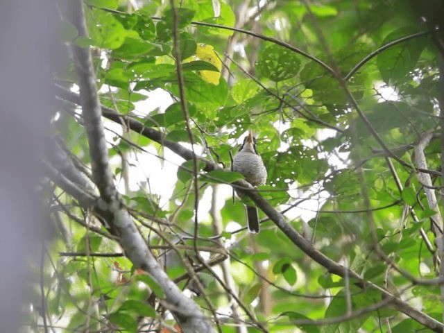 Scaly-breasted Kingfisher (Scaly-breasted) - ML201667511