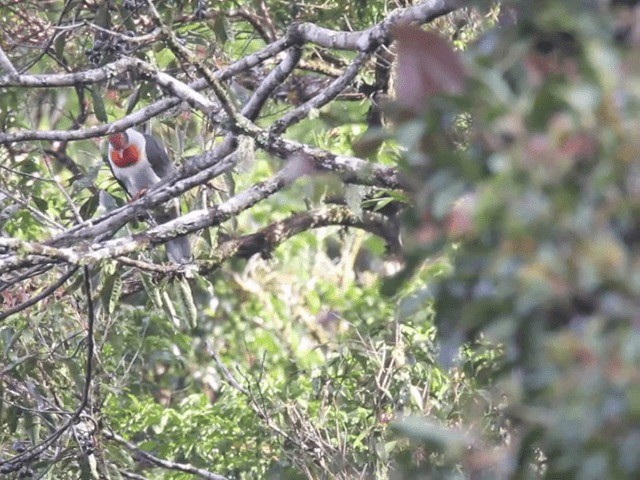 Flame-breasted Fruit-Dove - ML201667561