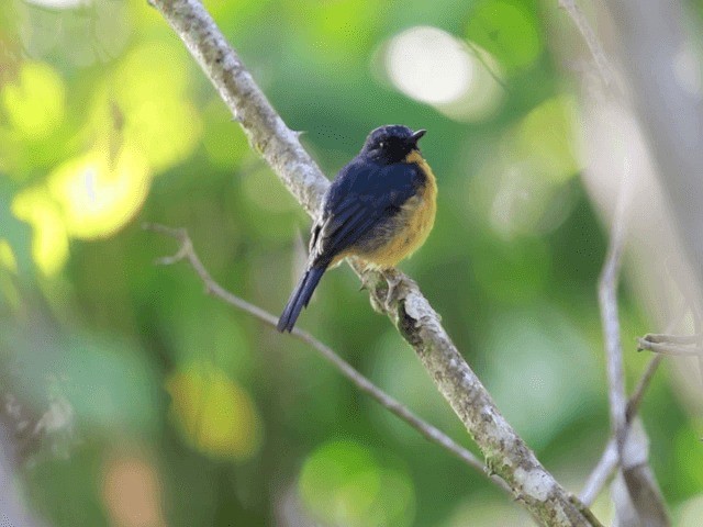 Sulawesi Blue Flycatcher (Sulawesi) - ML201667571