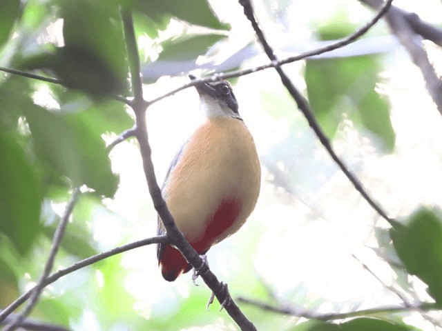 Mangrove Pitta - ML201667621