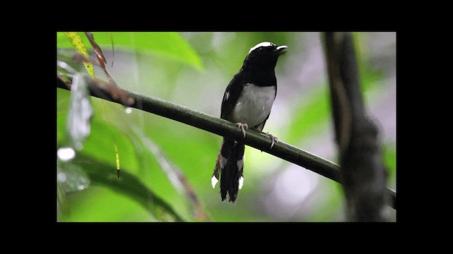 White-browed Shama - ML201667671