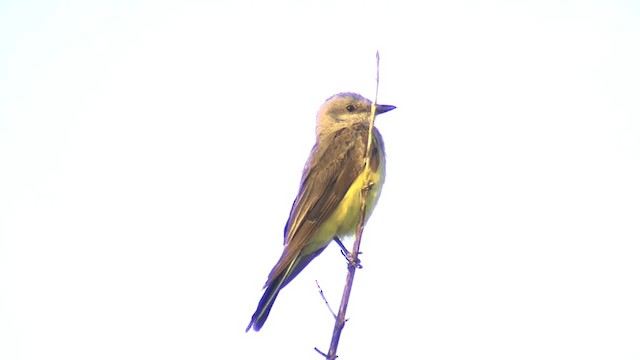 Western Kingbird - ML201667681