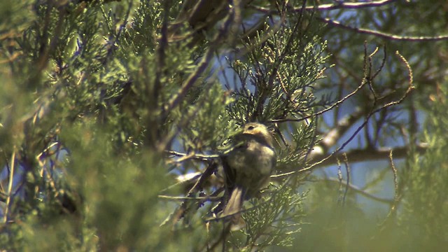 Buff-breasted Flycatcher - ML201667691