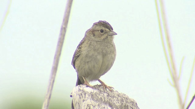 Cassin's Sparrow - ML201667901