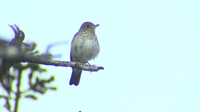 Bicknell's Thrush - ML201667931