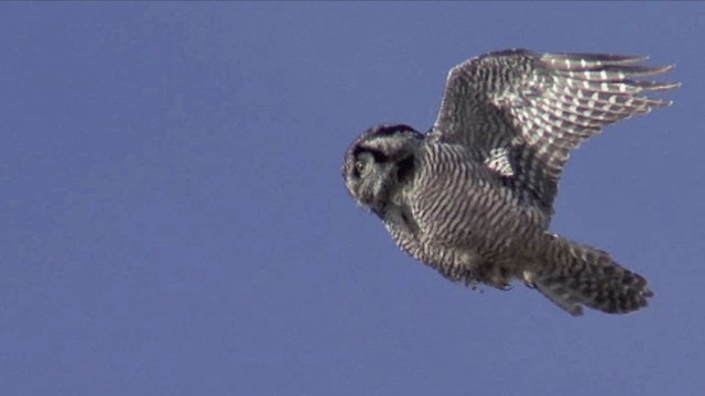 Northern Hawk Owl (American) - ML201668001