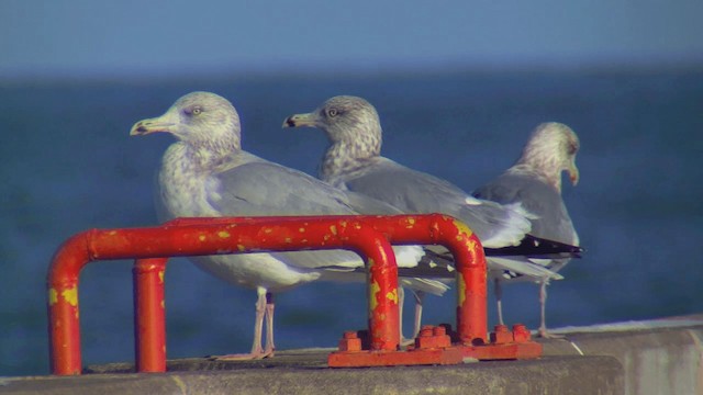 Iceland Gull (Thayer's) - ML201668111