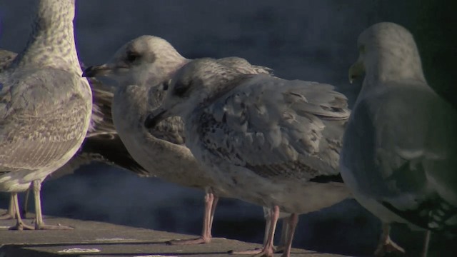 Iceland Gull (kumlieni) - ML201668141