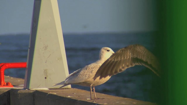 Iceland Gull (kumlieni) - ML201668151