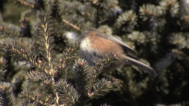 Boreal Chickadee - ML201668161