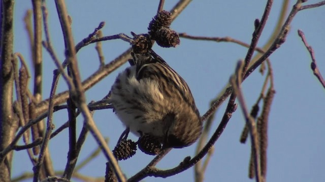 Common Redpoll - ML201668181