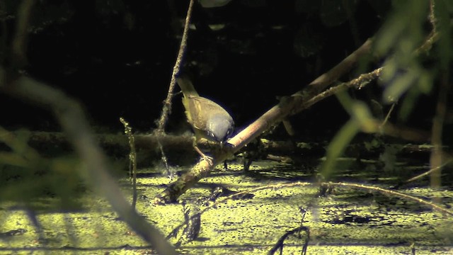 MacGillivray's Warbler - ML201668211