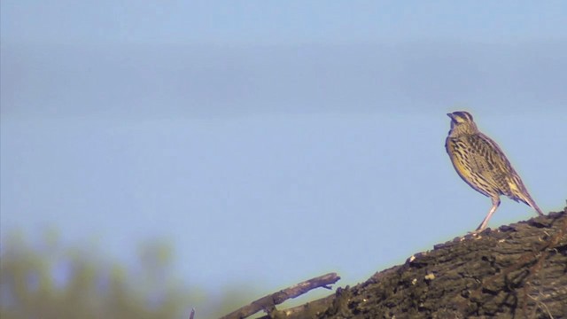 Eastern Meadowlark - ML201668231