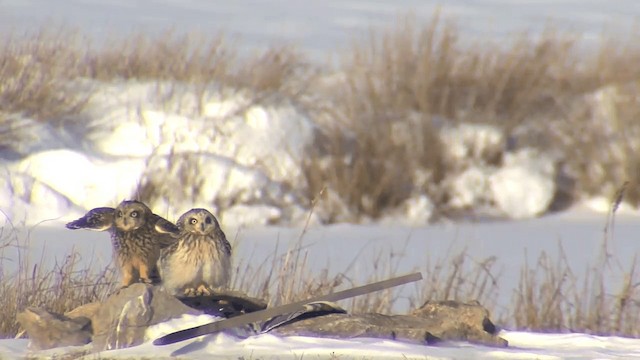 kalous pustovka (ssp. flammeus) - ML201668291